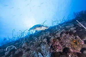 sea turtle and wreck, Townsville, Australia, 2014 sea turtle and wreck, Townsville, Australia, 2014