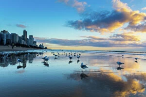 Gold Coast Collection: Seagulls on the beach of Gold Coast, Australia, with skyscrapers