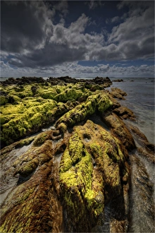Seaweed on the coastline of King Island, Bass Strait, Tasmania, Australia Seaweed on the coastline of King Island, Bass Strait, Tasmania, Australia