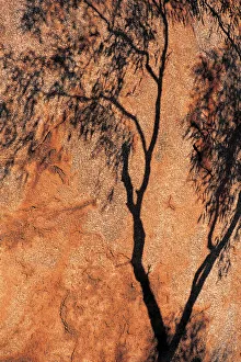 Shadow of Eucalyptus Tree, Devils Marbles, Northern Territory, Australia Shadow of Eucalyptus Tree, Devils Marbles, Northern Territory, Australia