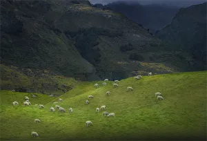 Sheep farming at Glenorchy, South Island of New Zealand Sheep farming at Glenorchy, South Island of New Zealand