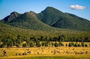 Images Dated 27th February 2016: Sheep herd in Southern Grampians, Victoria