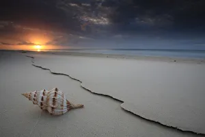 The Shell The Shell
