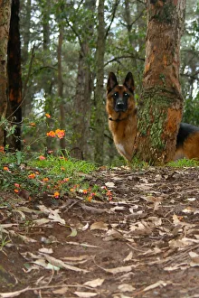 Shepherd Watch