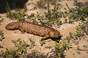 Shingleback Lizard or Bluetongue (Tiliqua rugosa) Shingleback Lizard or Bluetongue (Tiliqua rugosa)