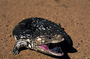 Shingleback Skink, Tiliqua rugosa, threatening with open mouth and blue tongue Shingleback Skink, Tiliqua rugosa, threatening with open mouth and blue tongue