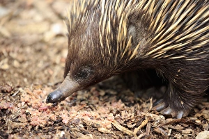 Short-beaked Echidna, (Tachyglossus aculeatus) Short-beaked Echidna, (Tachyglossus aculeatus)