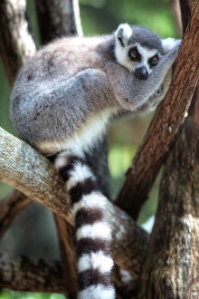 Diurnal Gallery: A Sleepy Ring-Tailed Lemur, Island of Madagascar