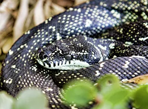 Snakes
