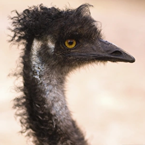 South Australia, Kangaroo Island, emu (Dromaius novaehollandiae) South Australia, Kangaroo Island, emu (Dromaius novaehollandiae)