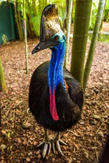 Australian Views Print of Southern Cassowary