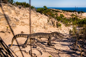 Southern Heath Monitor at Bald Head track on Flinders Peninsula Southern Heath Monitor at Bald Head track on Flinders Peninsula