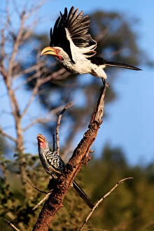 Cape Floral Region Protected Areas Gallery: Southern Yellow-Billed Hornbills (The Banana Birds), Kruger National Park, South Africa