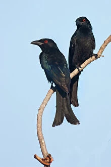 Black Color Collection: Spangled drongos
