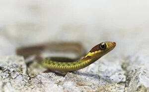 Images Dated 31st May 2014: Speckle bellied keelback (Rhabdophis chrysargos)