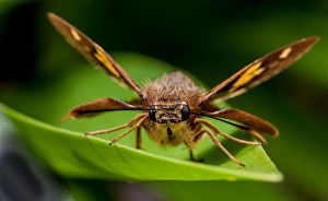 Splendid Ochre Moth Splendid Ochre Moth