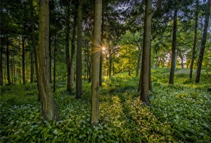 The Common Gallery: Springtime in the Forest