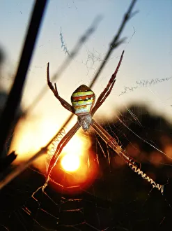 St Andrews Cross Spider with the sun in the backgr St Andrews Cross Spider with the sun in the backgr