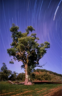 Star-trails, near Wilpena pound, at the famous Cazneaux tree, Flinders Ranges, South Australia Star-trails, near Wilpena pound, at the famous Cazneaux tree, Flinders Ranges, South Australia