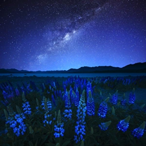 Starry night and Lupines at Lake Tekapo, New Zealand Starry night and Lupines at Lake Tekapo, New Zealand