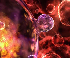 Stem Cell Gallery: stem cell