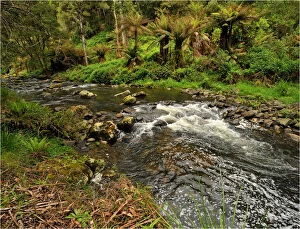 Images Dated 25th October 2009: Stephensons creek, Otway Ranges, Victoria, Australia