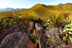 Images Dated 29th December 2016: Stirling Ranges National Park grass trees