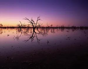 Stunning Australian outback sunset colours and with dead trees featured on Tandure Lake Stunning Australian outback sunset colours and with dead trees featured on Tandure Lake