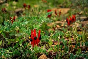 Images Dated 18th September 2016: Sturts Desert Pea