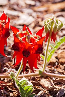 Sturt's Desert Pea - Australian Native Flower Sturt's Desert Pea - Australian Native Flower