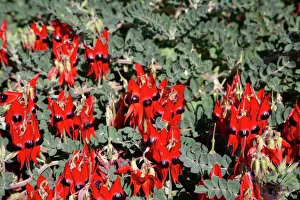 Orange Gallery: Sturts Desert Peas