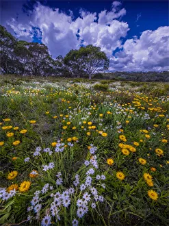 Summer wildflowers blooming in Snowy Mountains meadow at Three mile creek Summer wildflowers blooming in Snowy Mountains meadow at Three mile creek