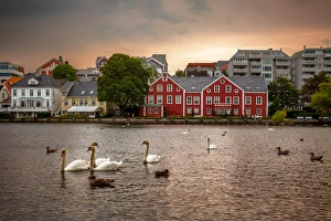 Swans, Ducks and Seagulls in the Breiavatnet Lake with Stavanger City Skyline in the Background, Rogaland County Swans, Ducks and Seagulls in the Breiavatnet Lake with Stavanger City Skyline in the Background, Rogaland County
