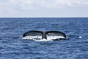Tail of Humpback whale sticking out from sea Tail of Humpback whale sticking out from sea
