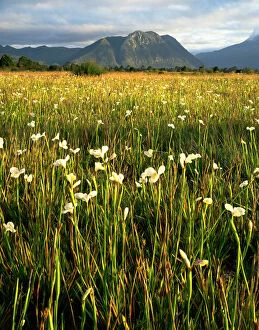 Tasmania, West Coast Range, flag iris (Diplarrena moraea) on plains