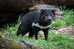 Tasmanian Devil in woodland Tasmanian Devil in woodland