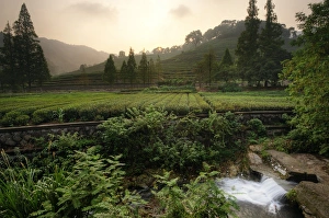 <b class=qtipBold><figcaption>Tea Plantation in Hanzhou, China</figcaption></b><br><em>© �� :: Artie | Photography ::</em> Tea Plantation in Hanzhou, China