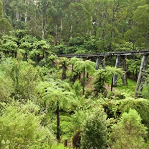 Victoria Australia Gallery: Temperate rainforest of Dandenong Ranges