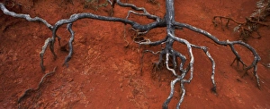 Terra Rossa Terra Rossa