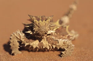 Images Dated 3rd September 2005: Thorny Devil, Alice Springs, Northern Territory, Australia