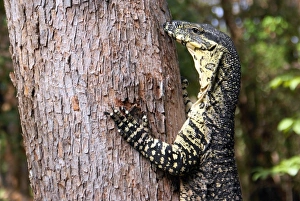 Tree hugger Tree hugger