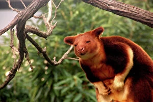 Images Dated 6th May 2014: Tree Kangaroo