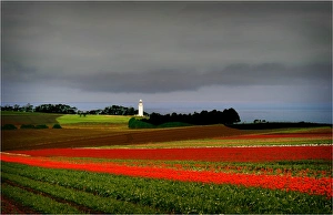 Tulips crowing on the coastline at Table cape, northern Tasmania, Australia Tulips crowing on the coastline at Table cape, northern Tasmania, Australia