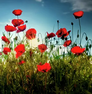 Related Images Gallery: Tuscan poppies