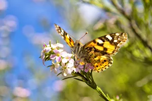 View from underneath of Painted Lady Butterfly View from underneath of Painted Lady Butterfly