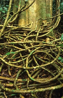 Images Dated 28th February 2007: Vines at base of tropical rainforest tree, close-up