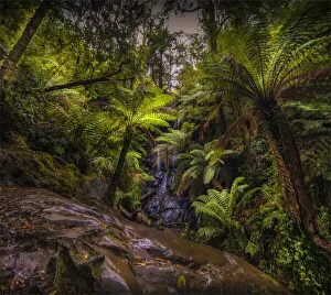 Vivid summer Green and wet moist conditions, in the magnificent Tarra Bulga National Park Vivid summer Green and wet moist conditions, in the magnificent Tarra Bulga National Park