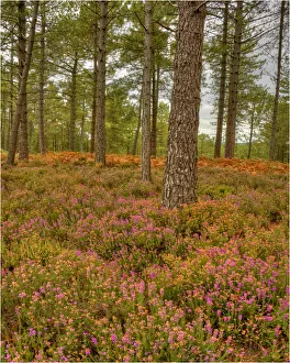 Wareham forest, Dorset, England, United Kingdom Wareham forest, Dorset, England, United Kingdom