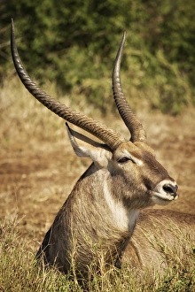 Waterbuck, Kruger National Park, South Africa Waterbuck, Kruger National Park, South Africa
