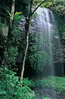 Related Images Gallery: Waterfall in rainforest, Dorrigo National Park, New South Wales, Australia